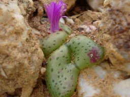 Diplosoma retroversum